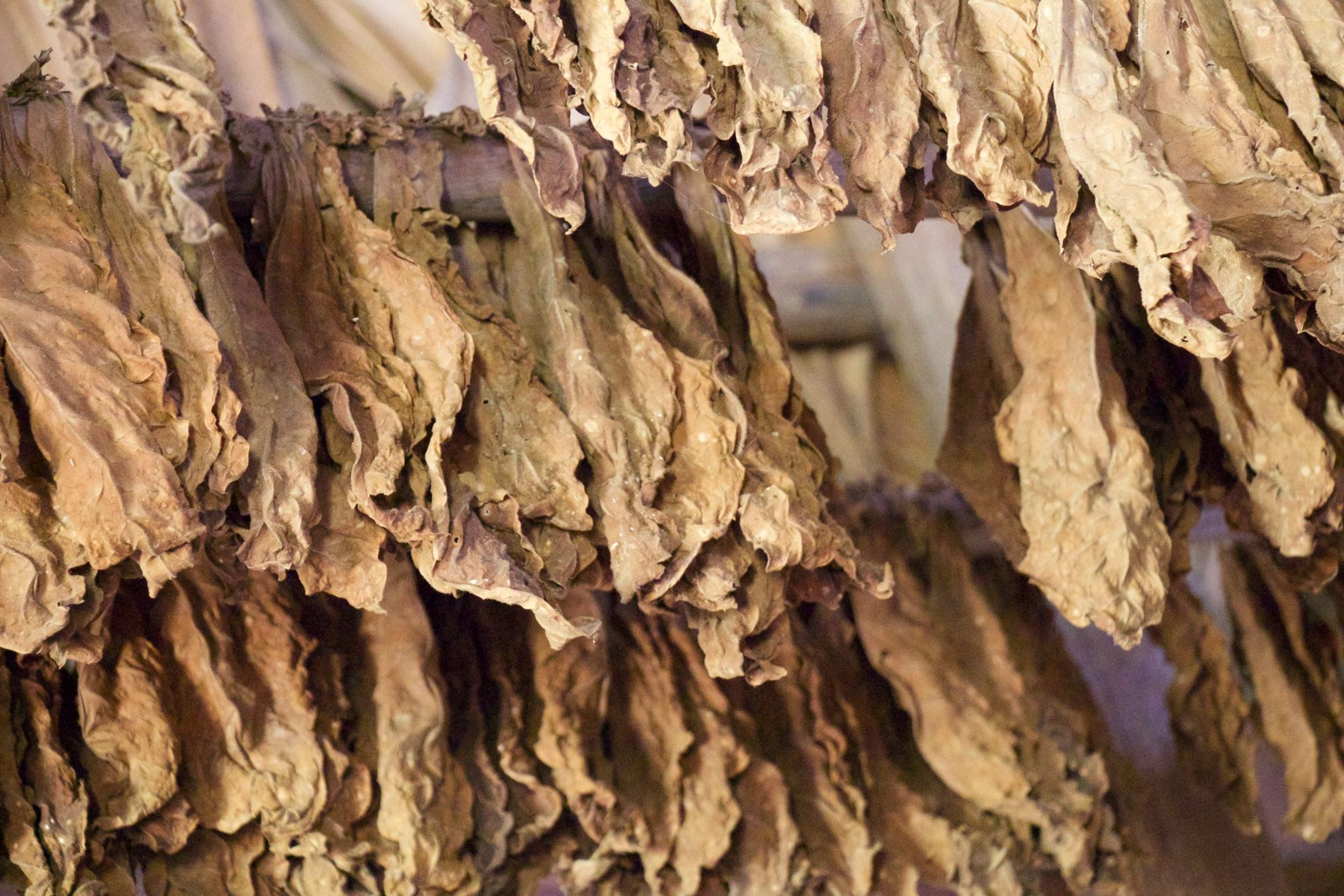 Tobacco leaves are a primary crop with sugar. Fascinating to see the process in the countrysides of drying leaves and prepping them for cigar manufacturing. 
