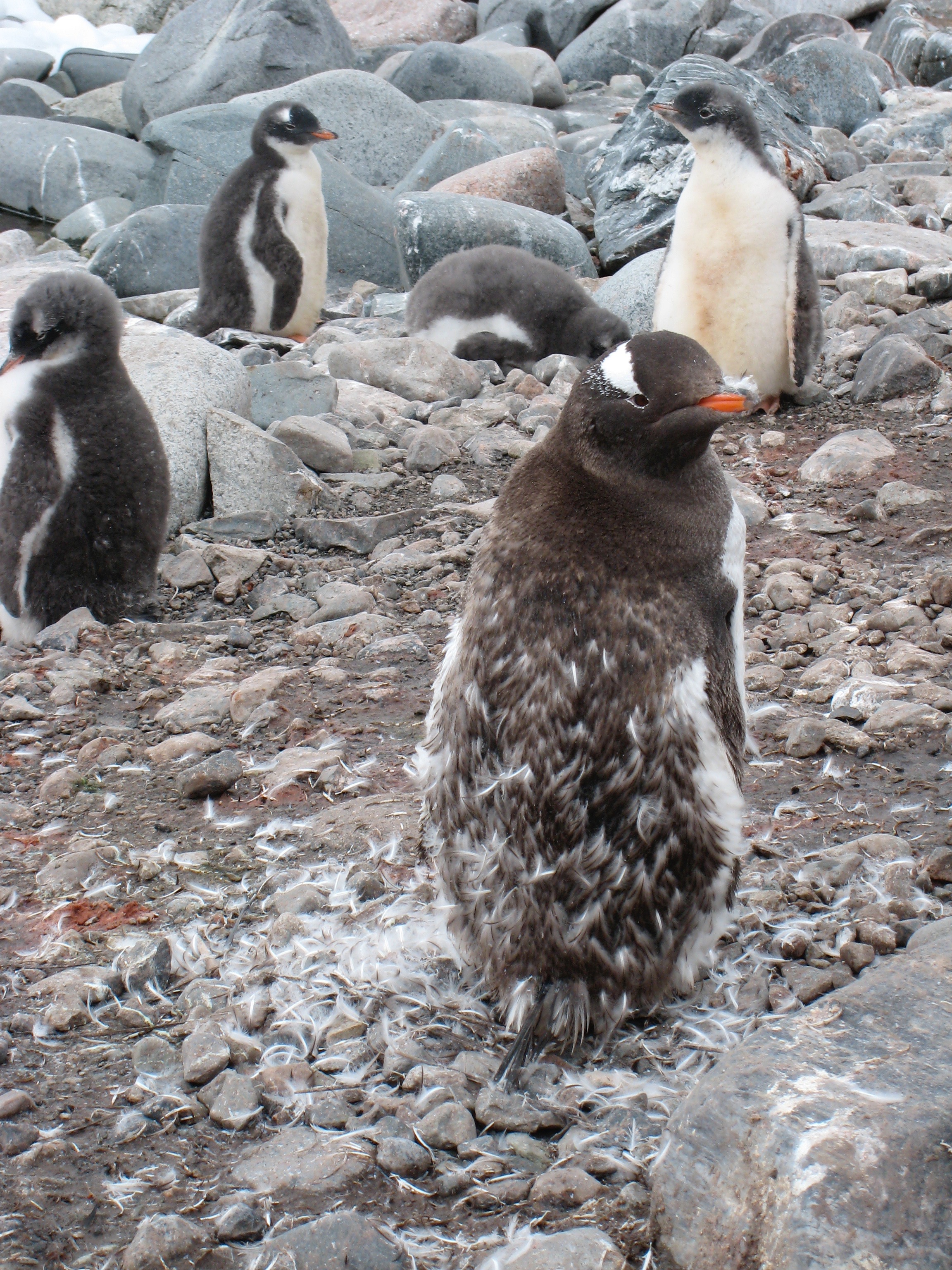 Antarctica - 21 of 33.jpg