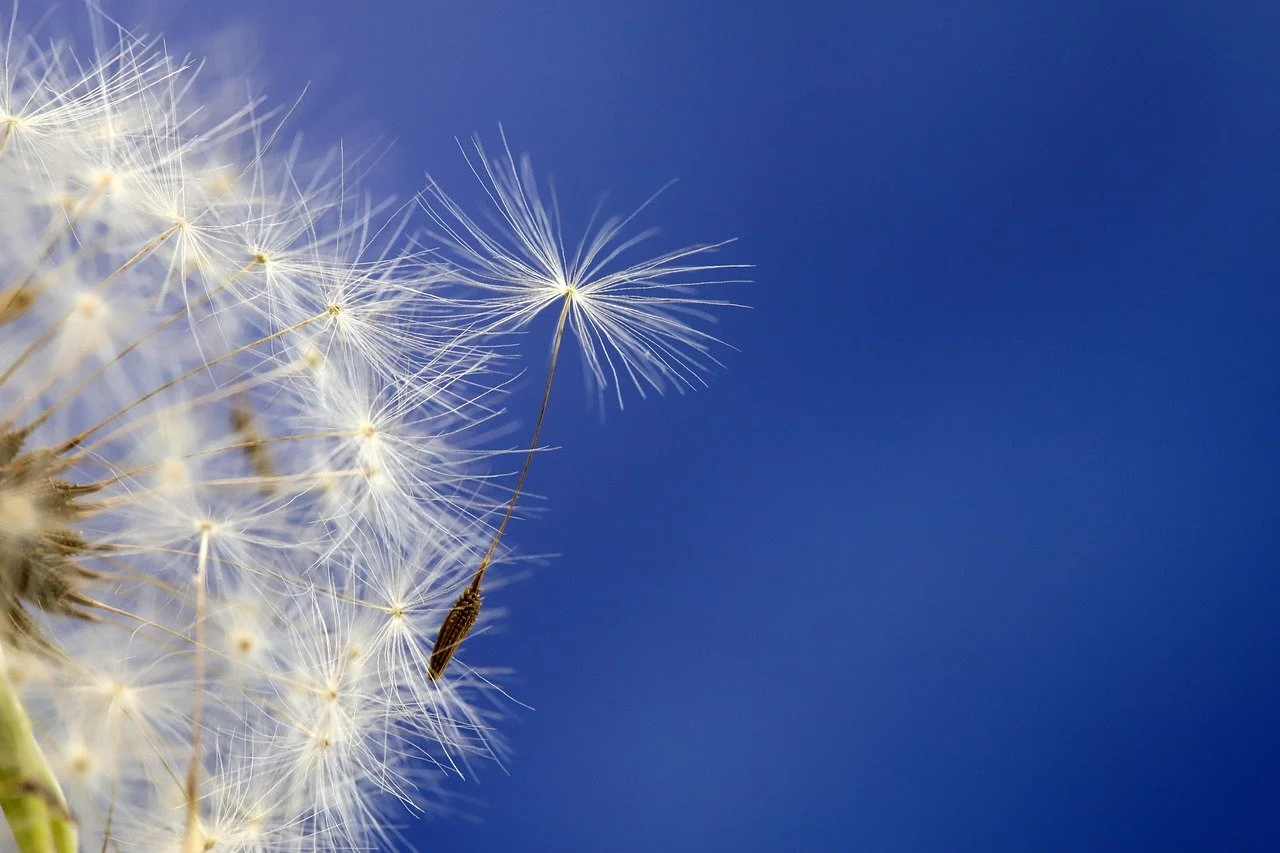 dandelion-4222682_1280.jpg