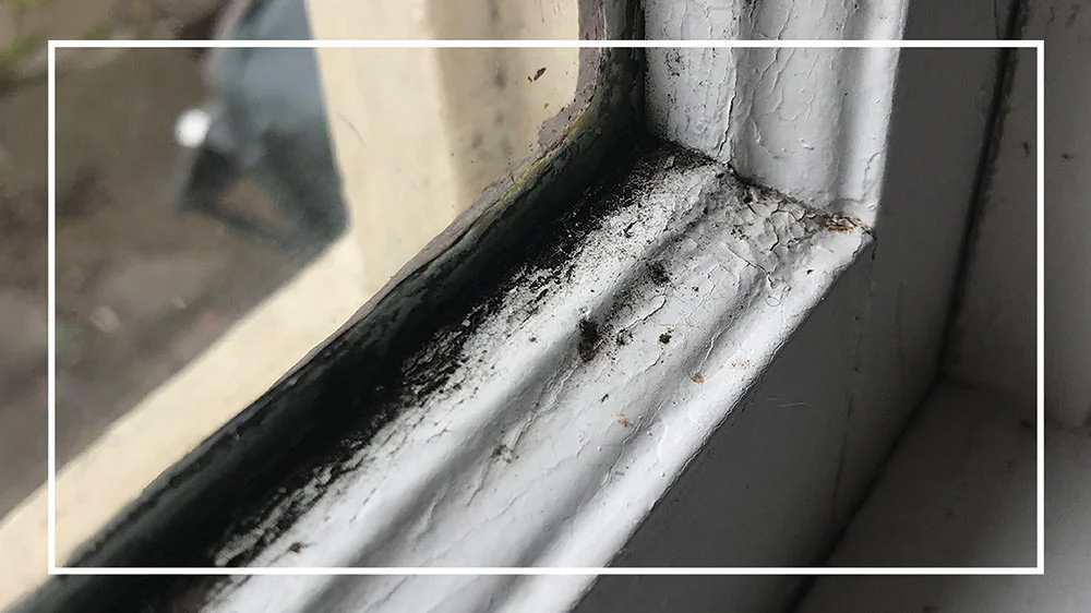 Got mold in your home? Here’s what to do.