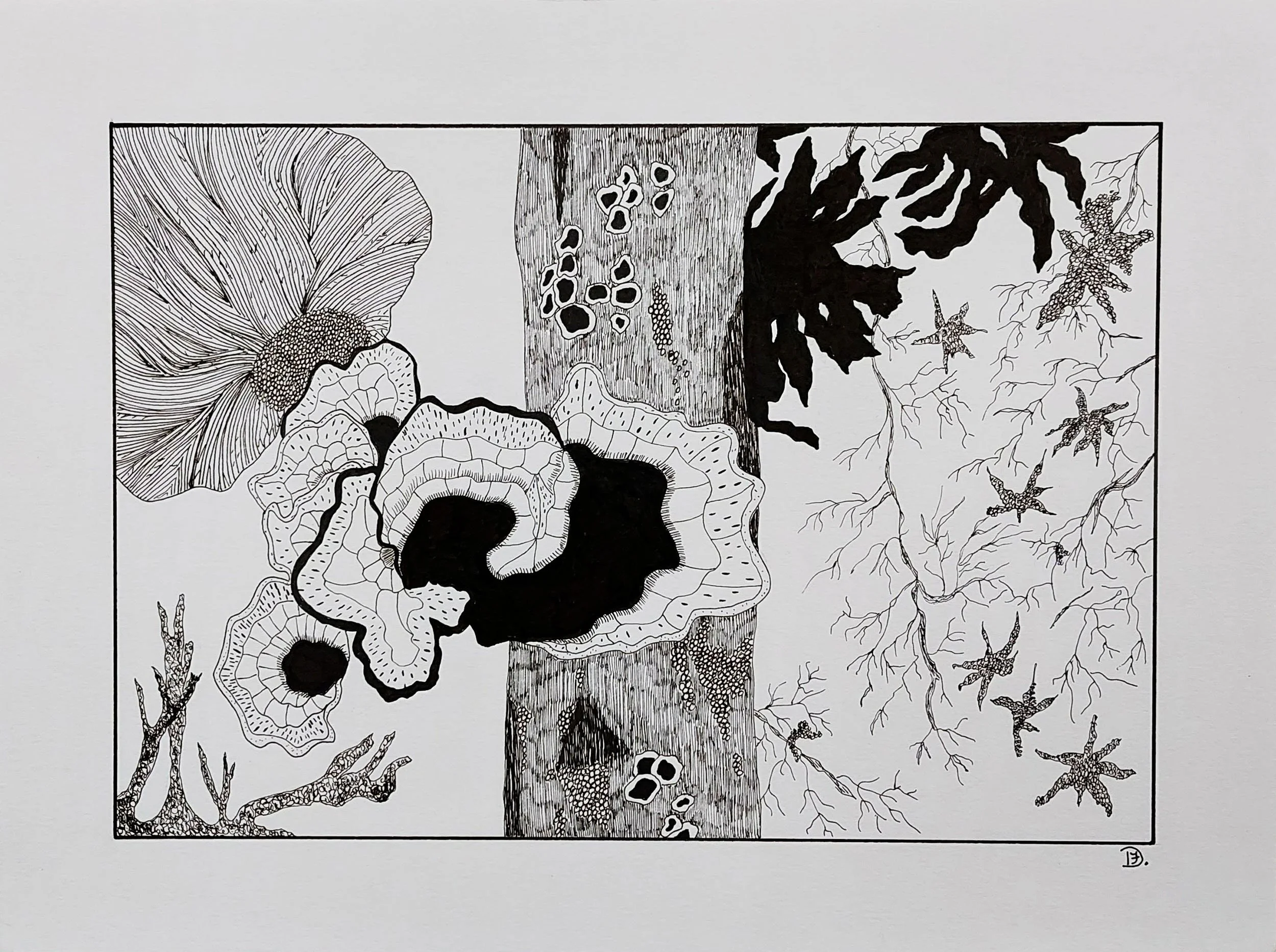 Themed pen and ink drawing of fungi. Line work, forest, fine detail.