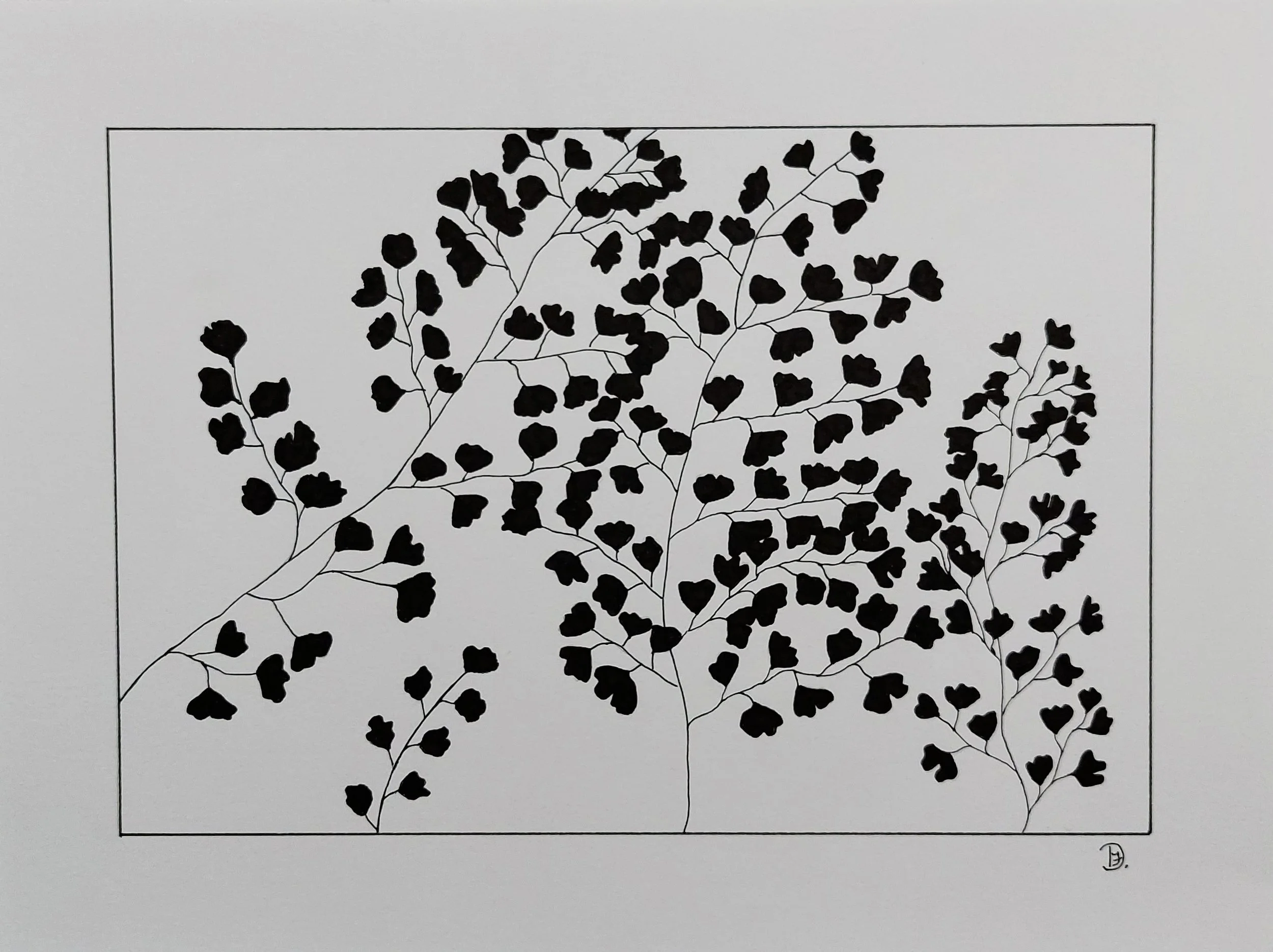 Detailed pen and ink drawing of delicate fern.
