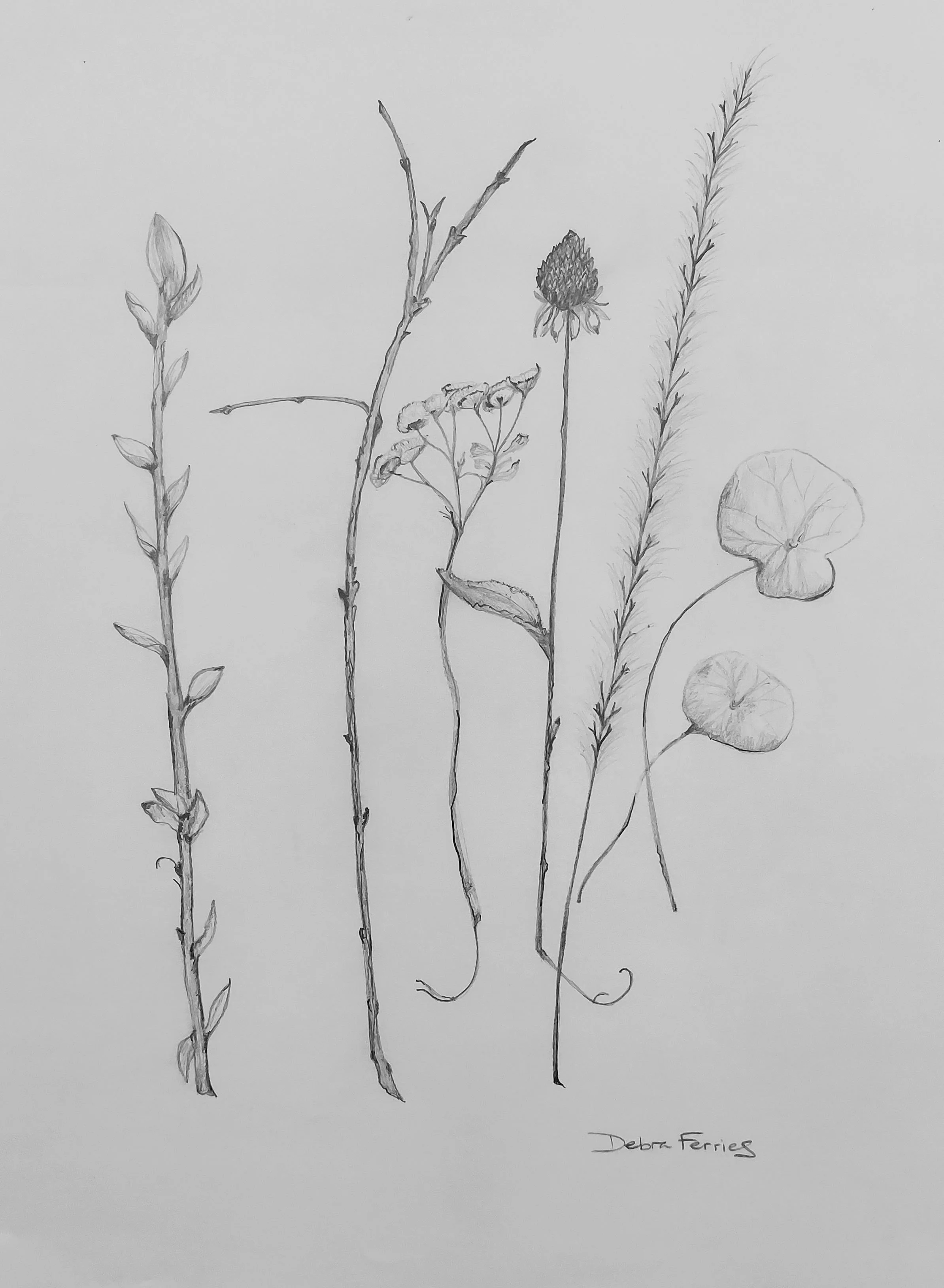 Detailed botanical pencil drawing.