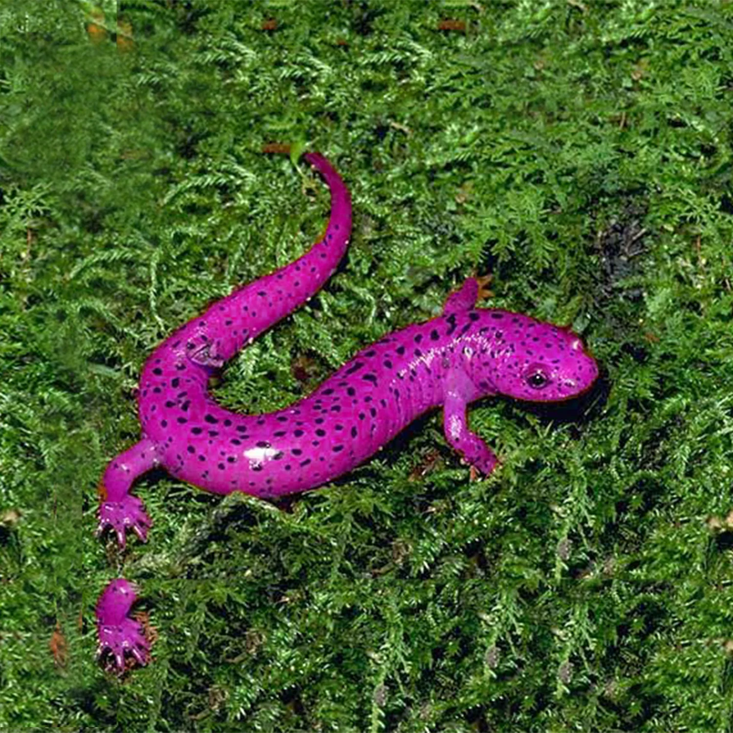 salamandercolorcovbc.jpg