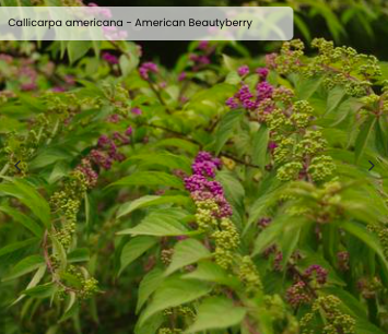 Callicarpa americana
