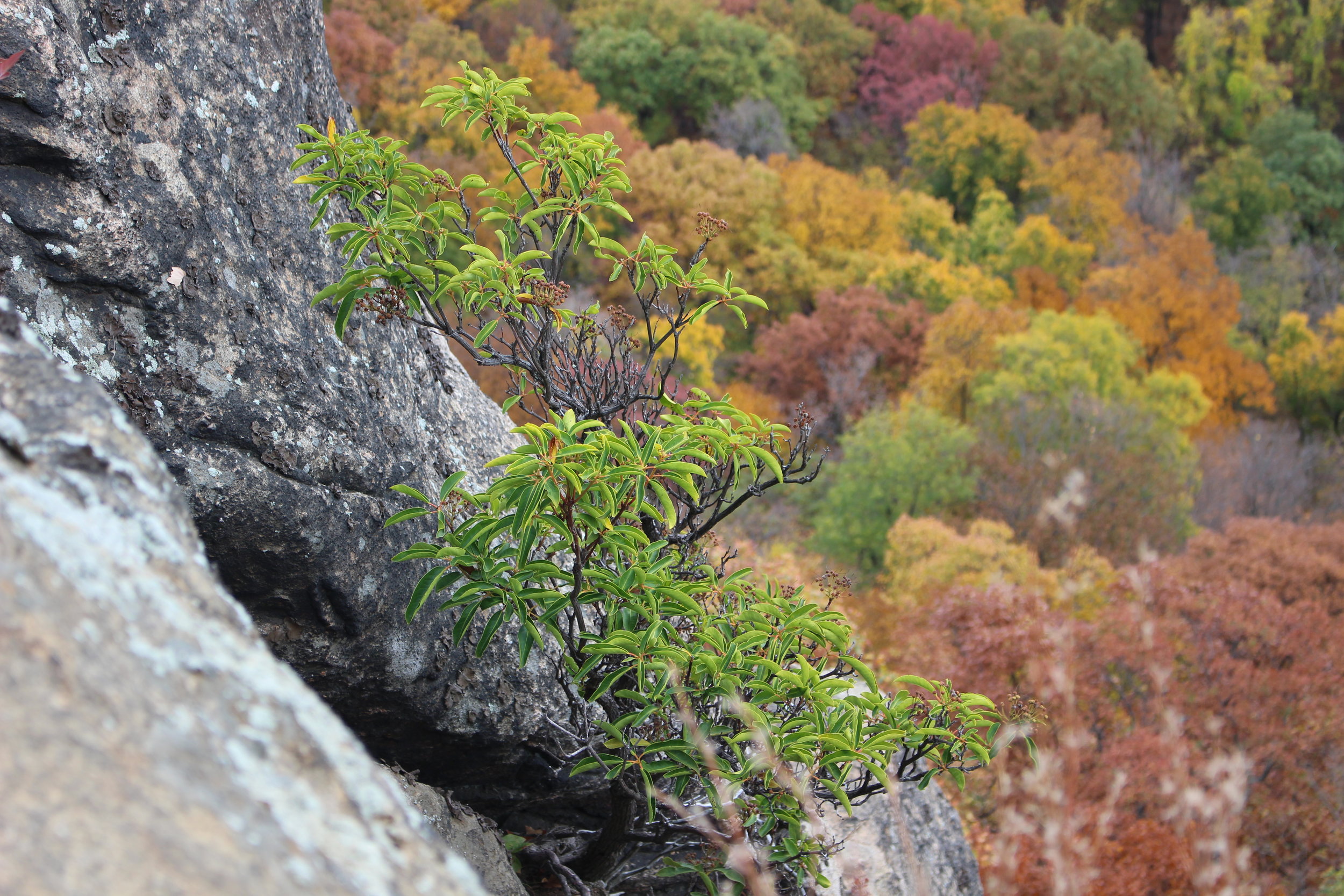 Mountain Laurel 