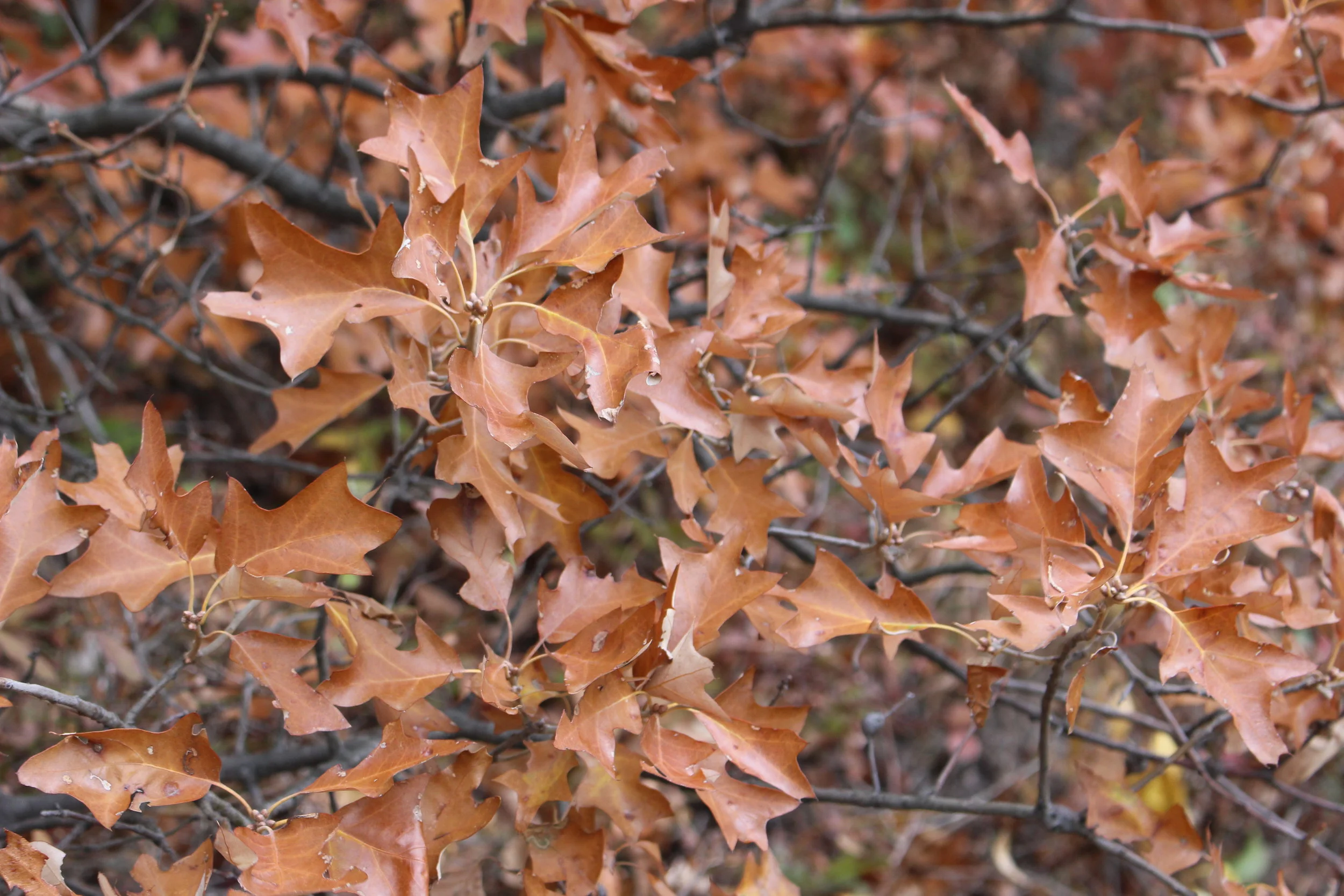 Bear Oak 