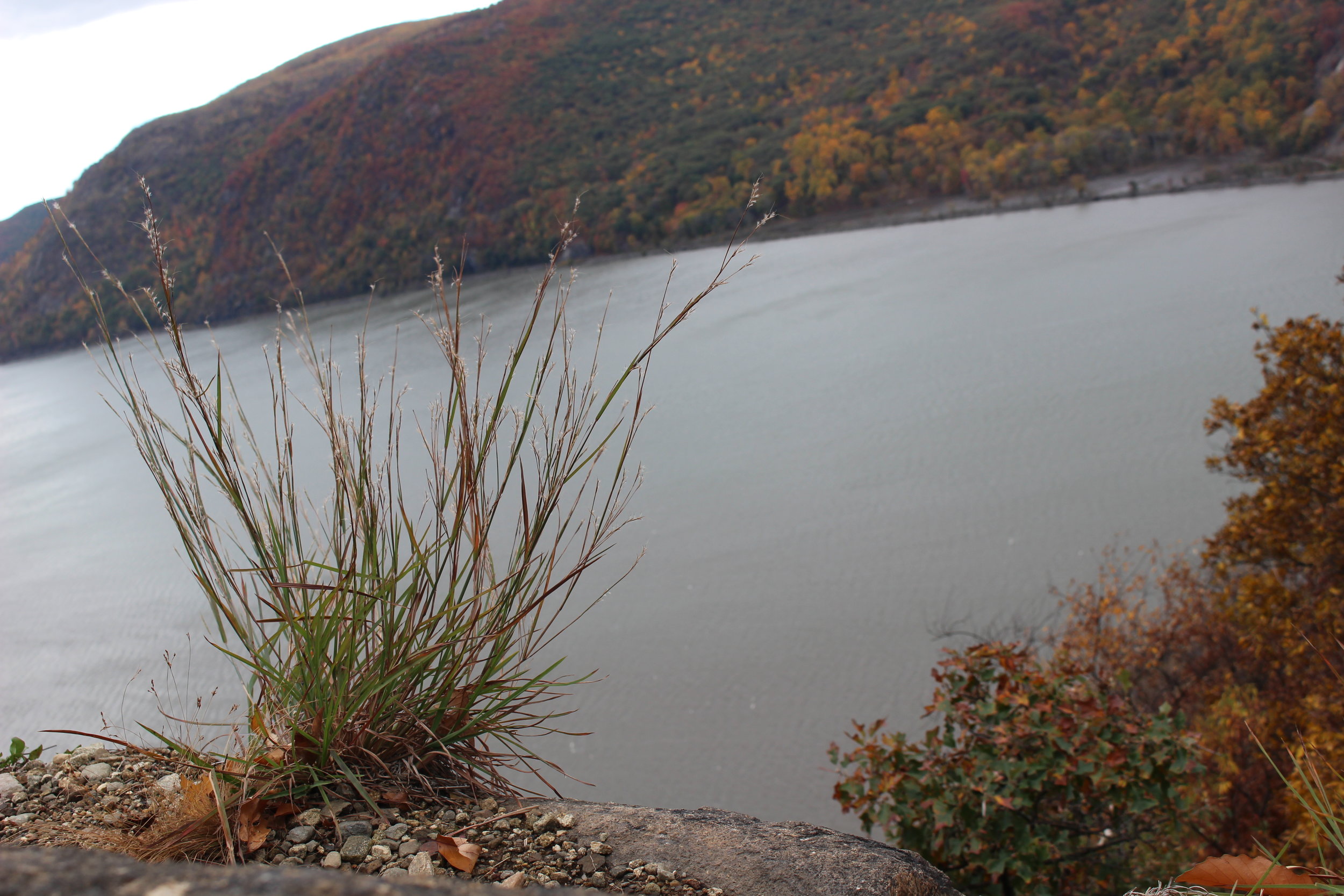 Little Bluestem 