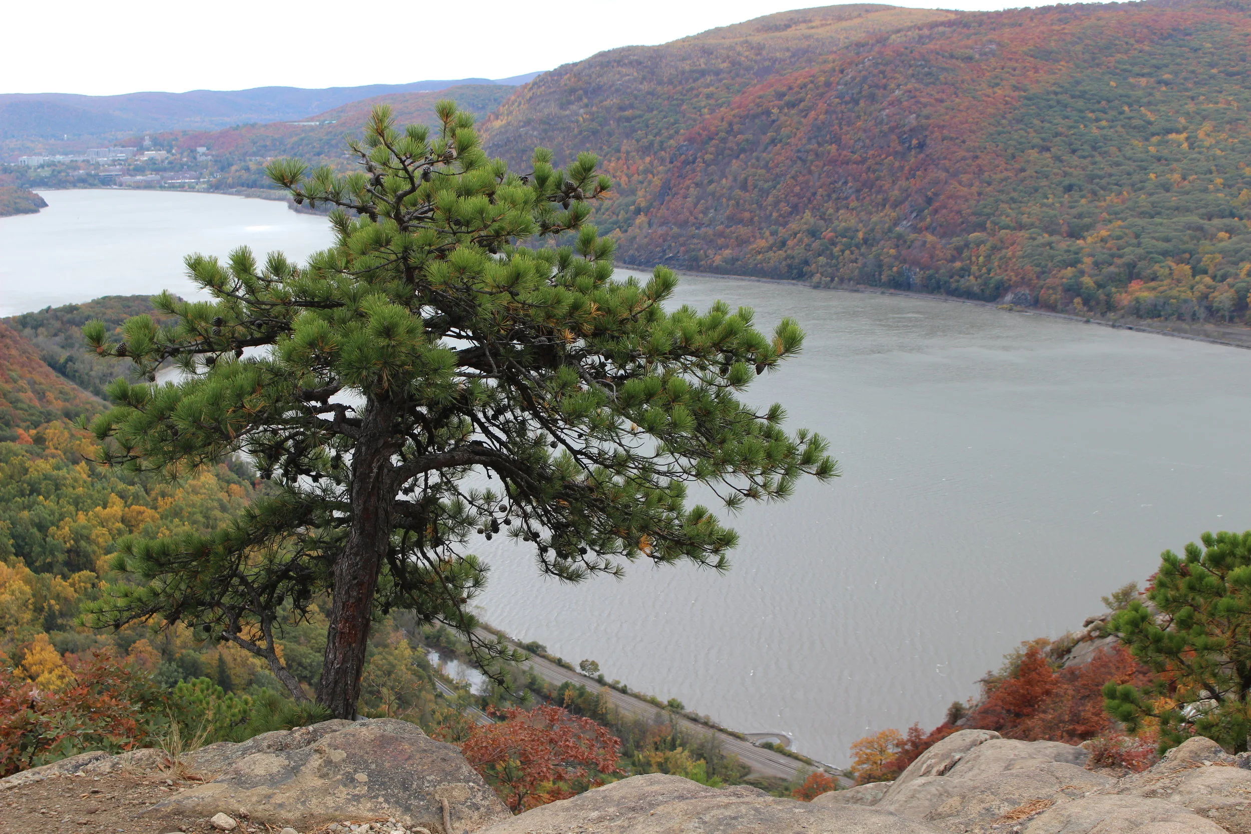 Picth Pine