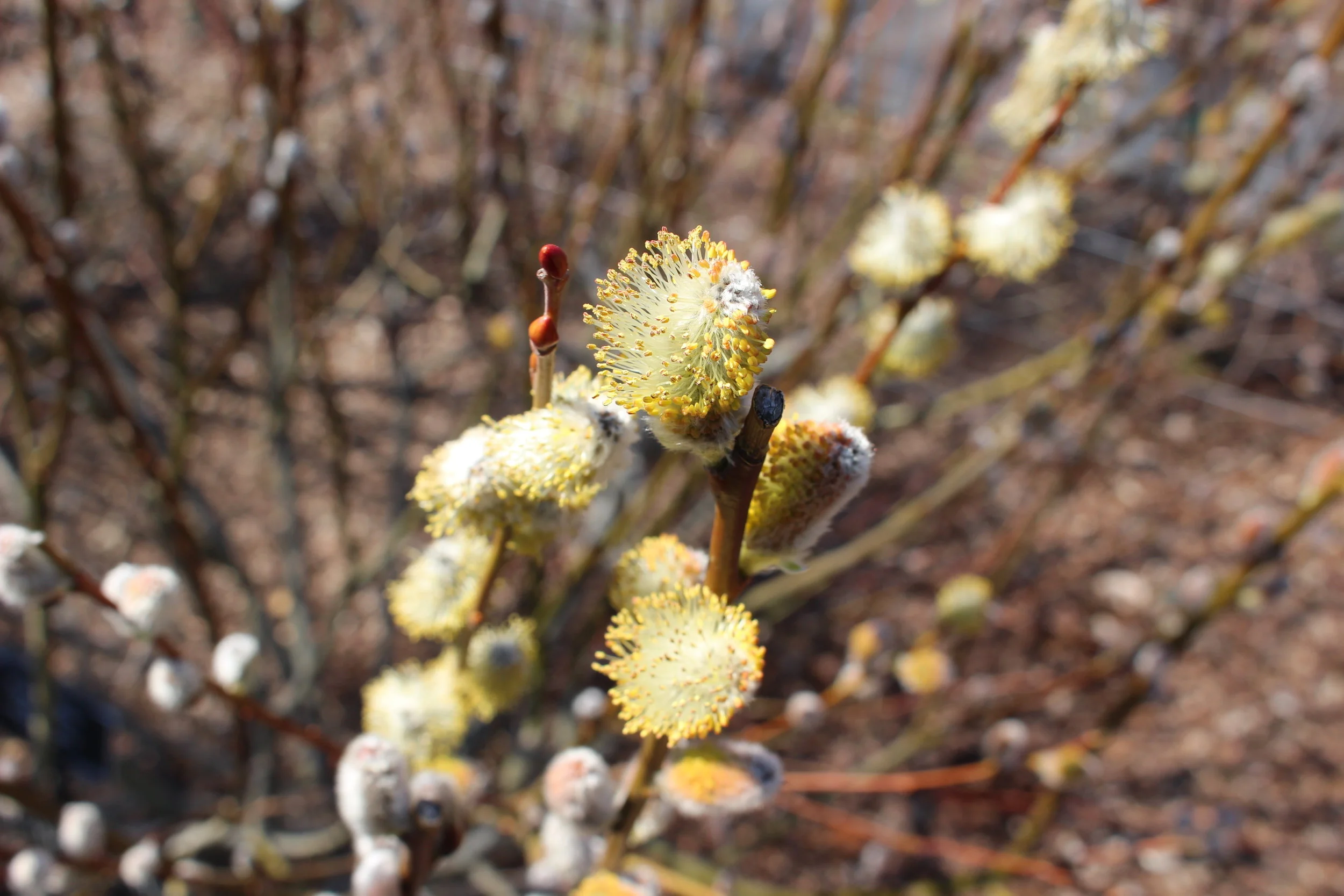 Pussy willow in Bloom: Photo by Mackenzie Younger