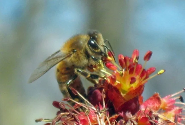 Red maple blossom visited by Honeybee: Image source here