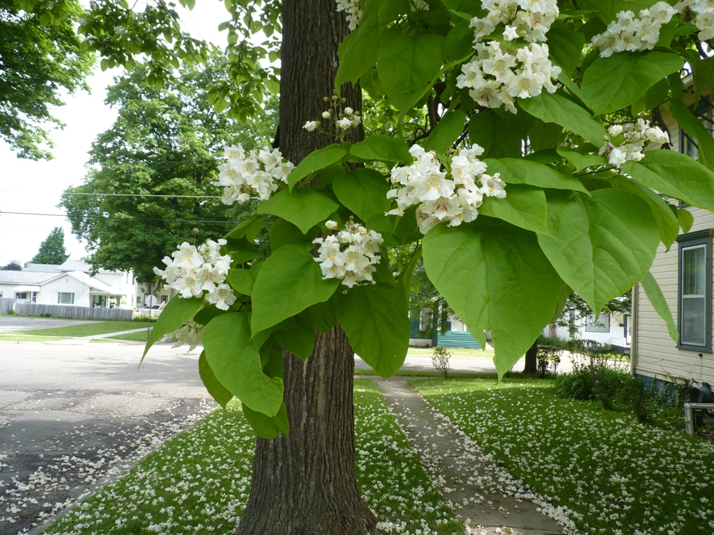 Catalpa tree blooming: Image source here
