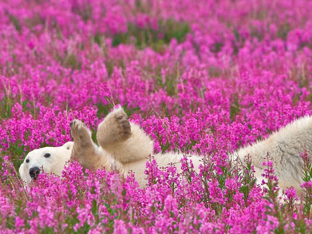 Fireweed can be found across north American all the way up to Alaska where it makes great honey! This photo by Denis Fast of a polar bear laying in a field of fireweed is both striking and beautiful. 