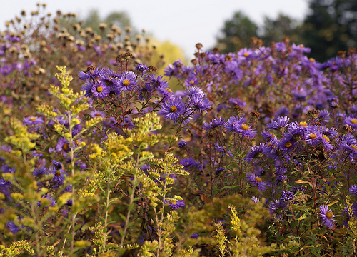 Asters and goldenrods blooming in meadow - Early October: Image source here