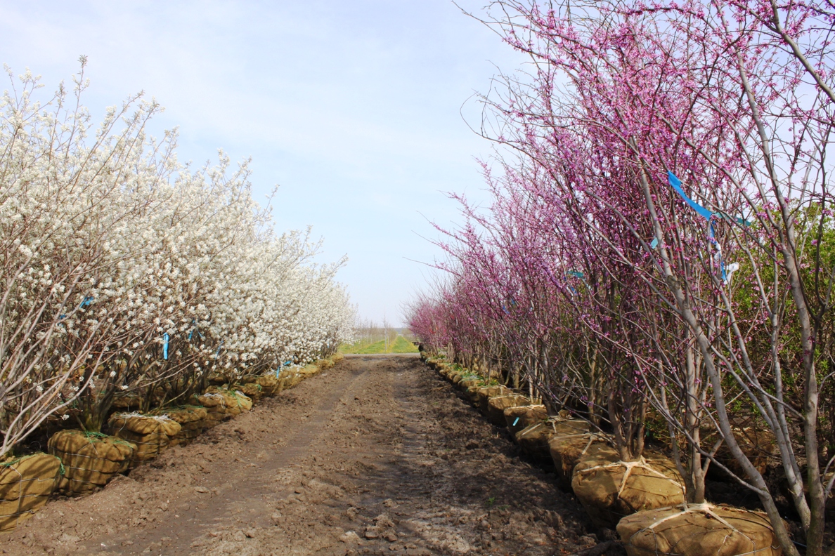 This image of balled-and-burlapped serviceberries and redbuds illustrates their bloom progression very well. The serviceberries (on the left) are in peak bloom and the redbuds (on the right) are beginning to bloom. Rows of individual species like this create very compelling corridors for your bees to forage. Remember, they will stick to on type of tree till the flowering period ends - so formal rows or more naturalized groupings of trees will allow the bees to collect nectar and pollen without extra energy spend on traveling far distances: Source of image here