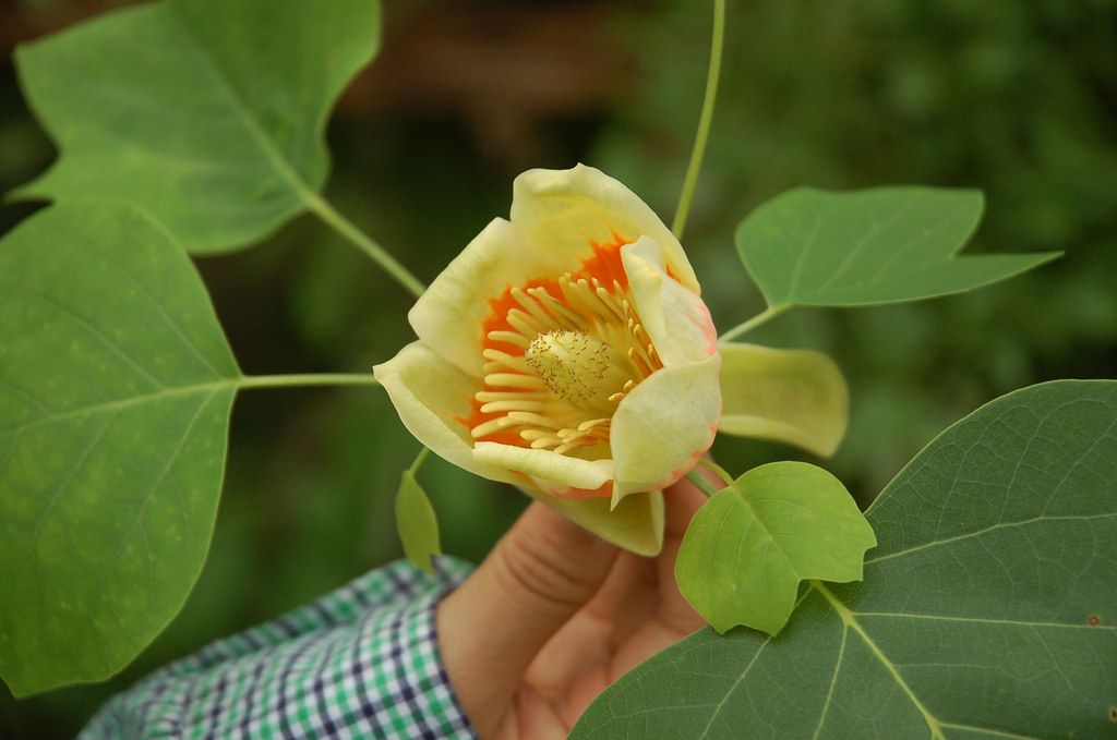 Tulip tree flower: Image source here
