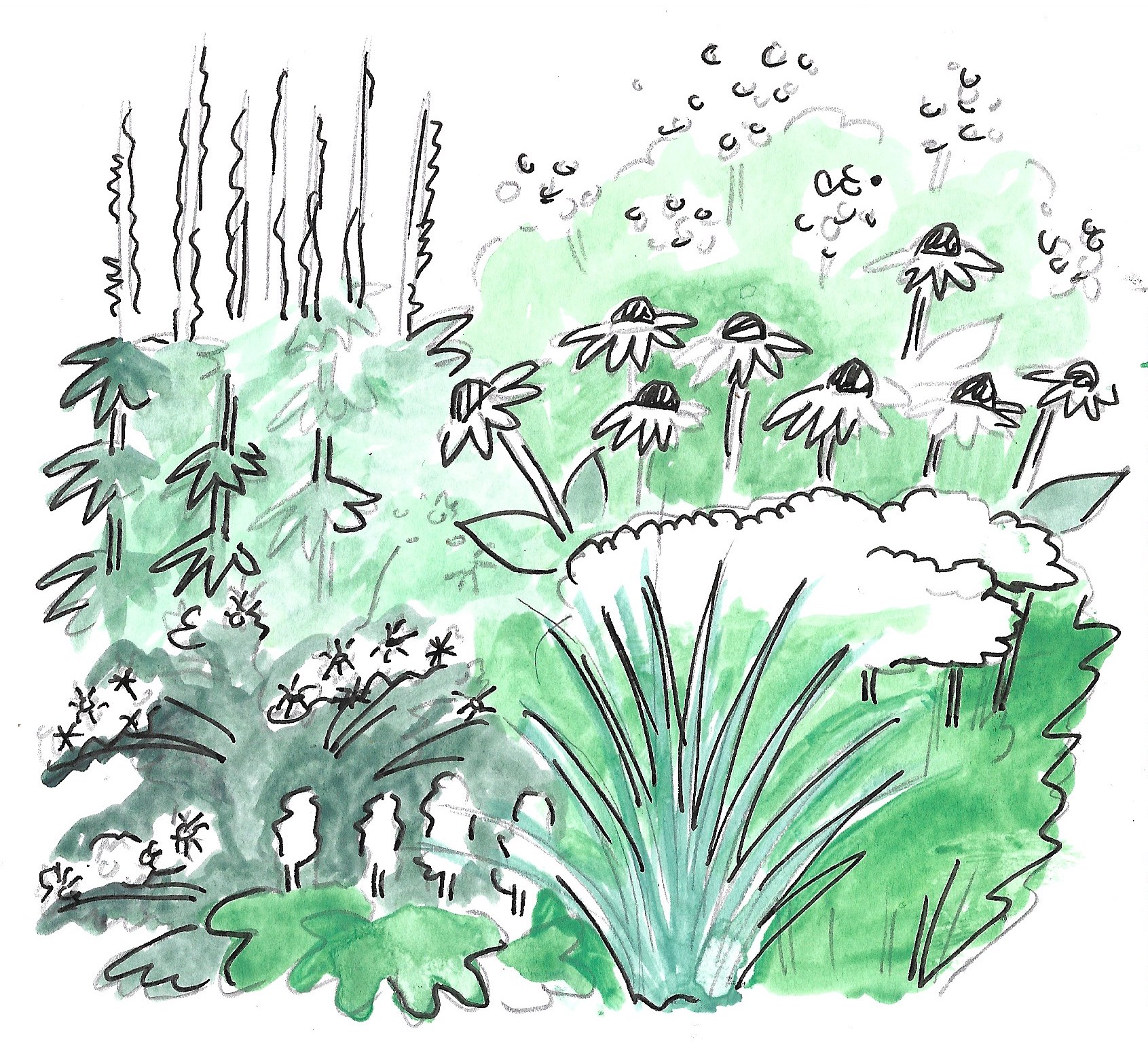 Drawing by Mackenzie Younger of the plants to be used in the white garden