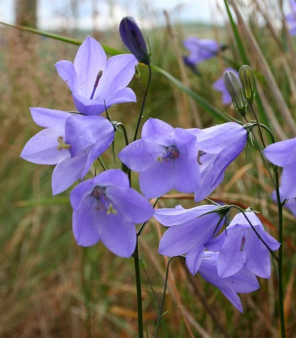 Harebell_2006_07_07_Sedburgh_Winder_TheCalf_Sedburgh_066p1.jpg