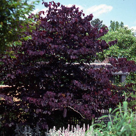 088cac2a2591a0b3f74f1398103935ff--cercis-gothic-garden.jpg