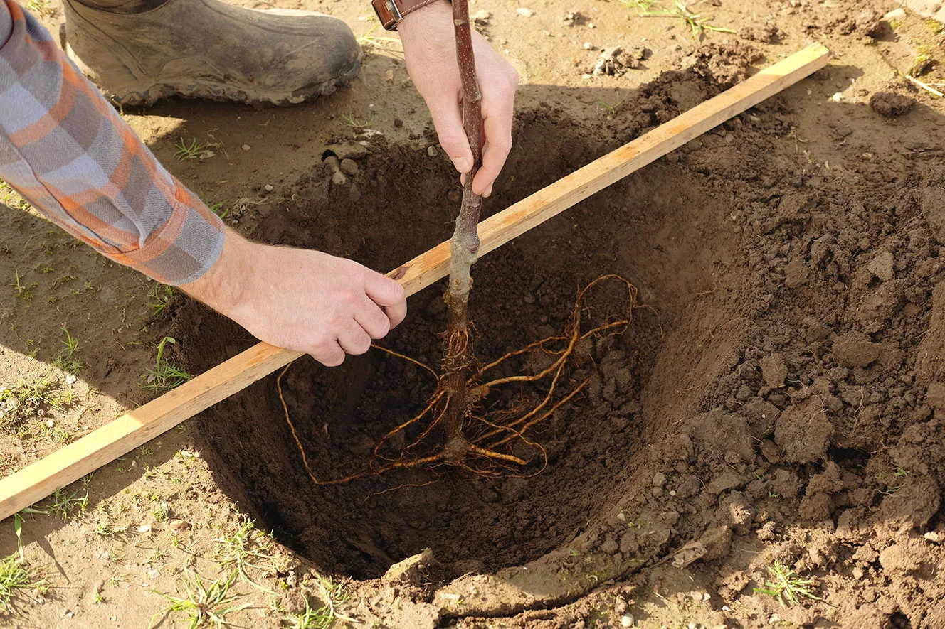 coastal-101-bareroot-planting-2-9-16-048.jpg
