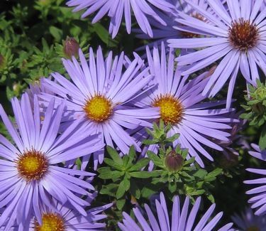 Asters 