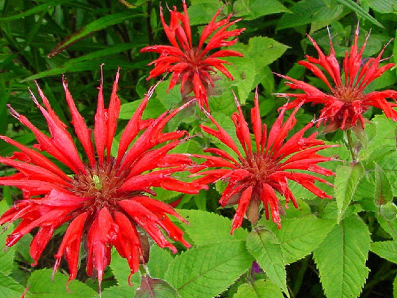Bee Balm 