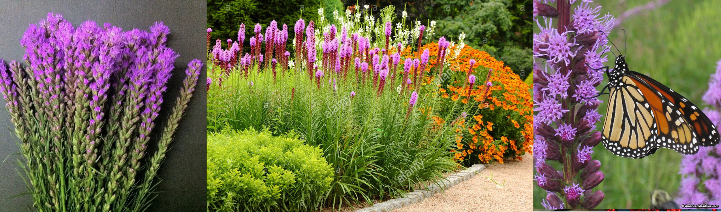Liatris.jpg