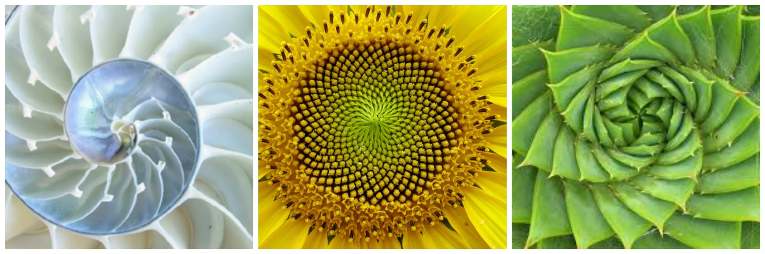picmonkey-collage.jpg