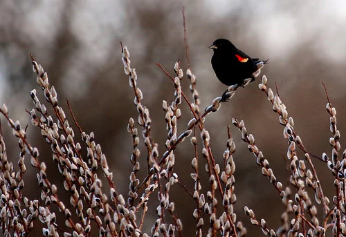 Pussy willow with Red Winged Black Bird