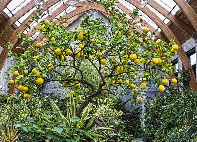 Subtropical: hardy citrus plants, figs etc. Cool in winter, plants got into hibernation.