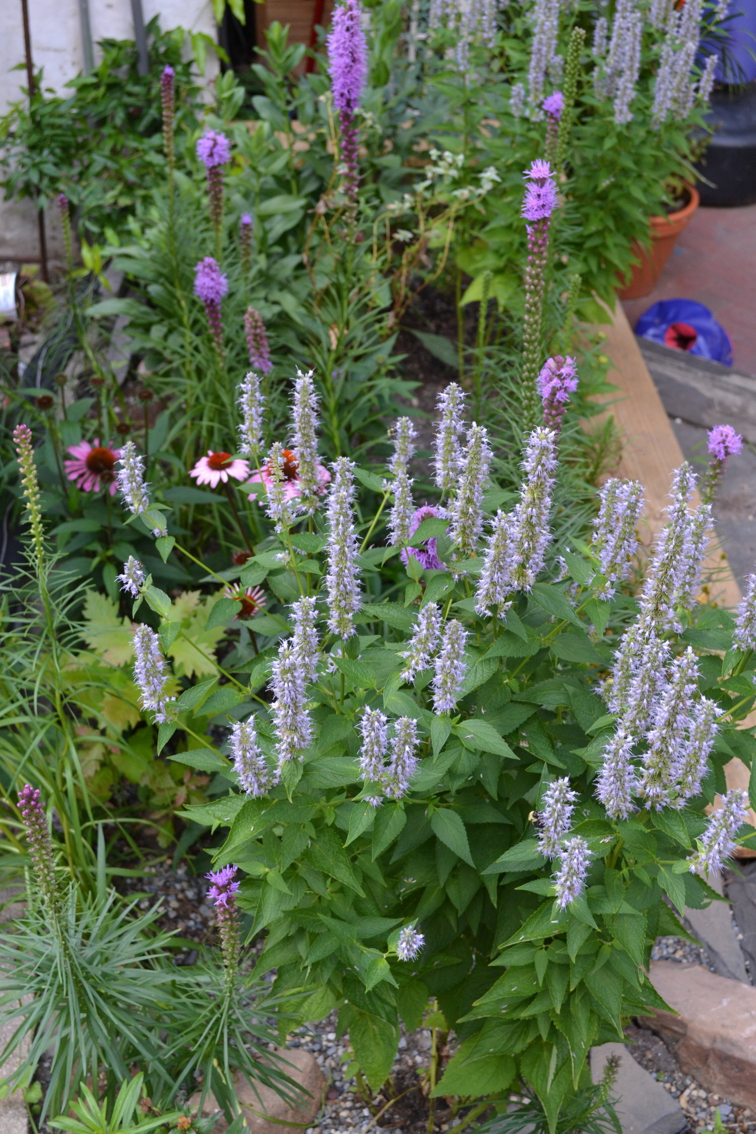 Anise Hyssop.jpg