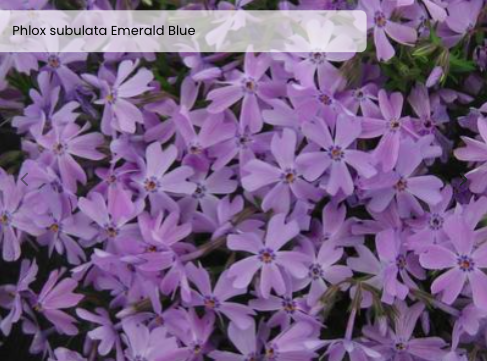 Screen Shot 2026-01-07 at 6.10.17 PM.png