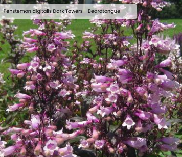 Screen Shot 2026-01-28 at 2.15.05 PM.png