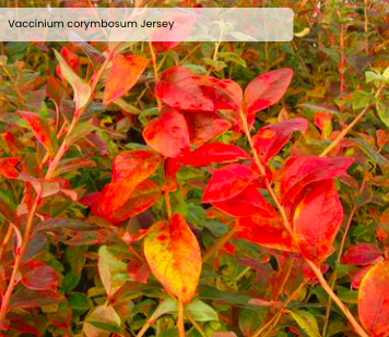 Screen Shot 2026-01-22 at 3.46.27 PM.png