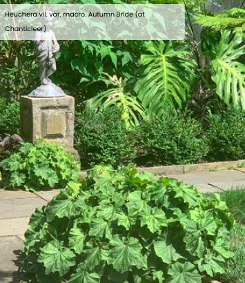 Heuchera villosa 'Autumn Bride'