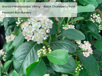 Aronia melanocarpa 'Viking'