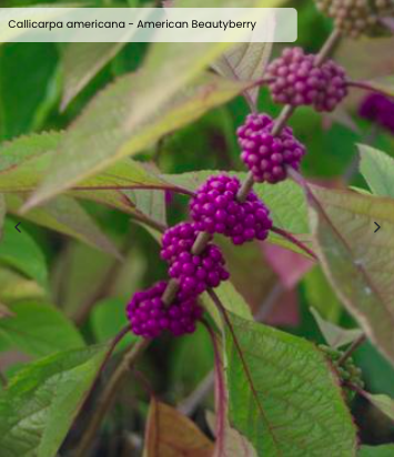 Screen Shot 2026-03-18 at 2.53.48 PM.png