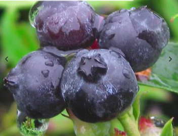 Highbush Blueberry
