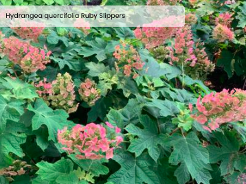 Hydrangea quercifolia 'Ruby Slippers'