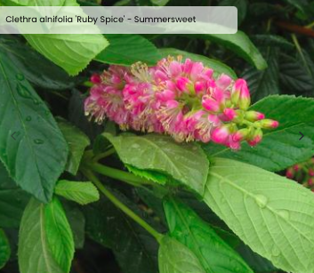 Clethra alnifolia 'Ruby Spice'