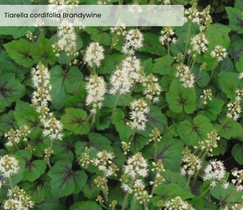 Screen Shot 2026-01-07 at 6.16.01 PM.png