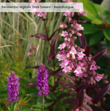 Penstemon digitalis 'Dark Towers'
