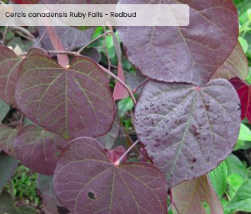 Cercis canadensis 'Ruby Falls'
