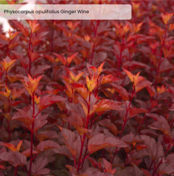 Ninebark 'Ginger Wine'