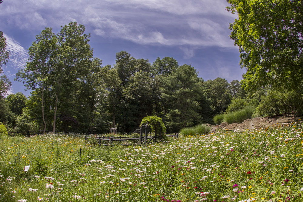 Wildflower Meadow: View to the Garden