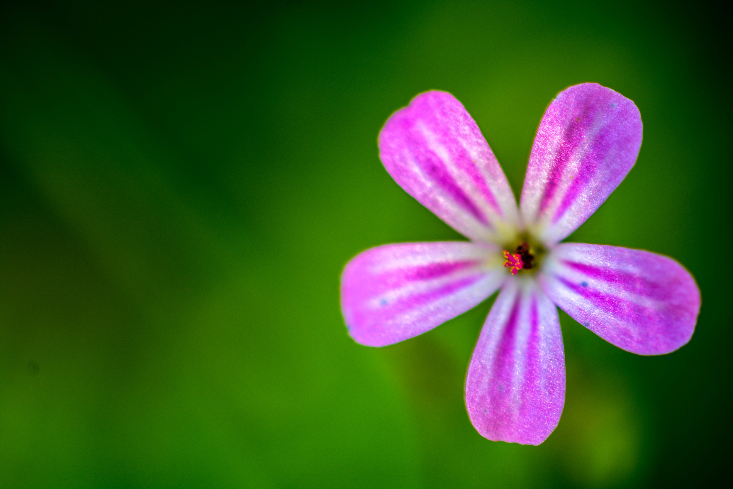 flower 1 (1 of 1).jpg