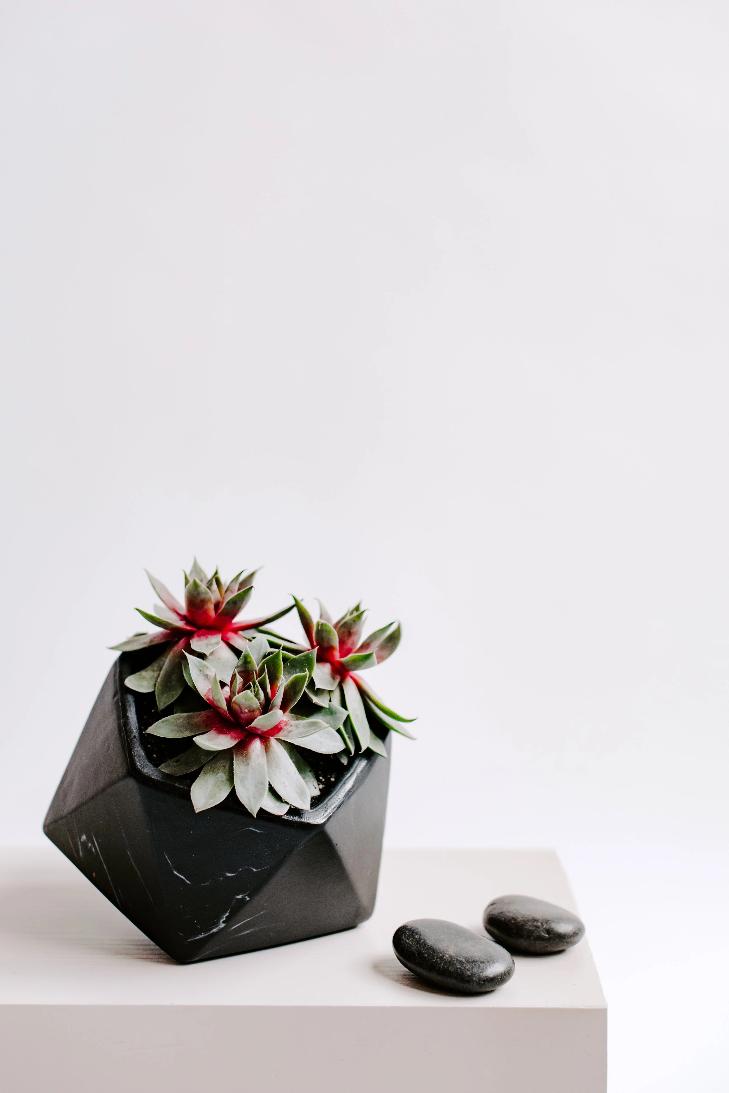 AO_SucculentLine_81 copy.jpg