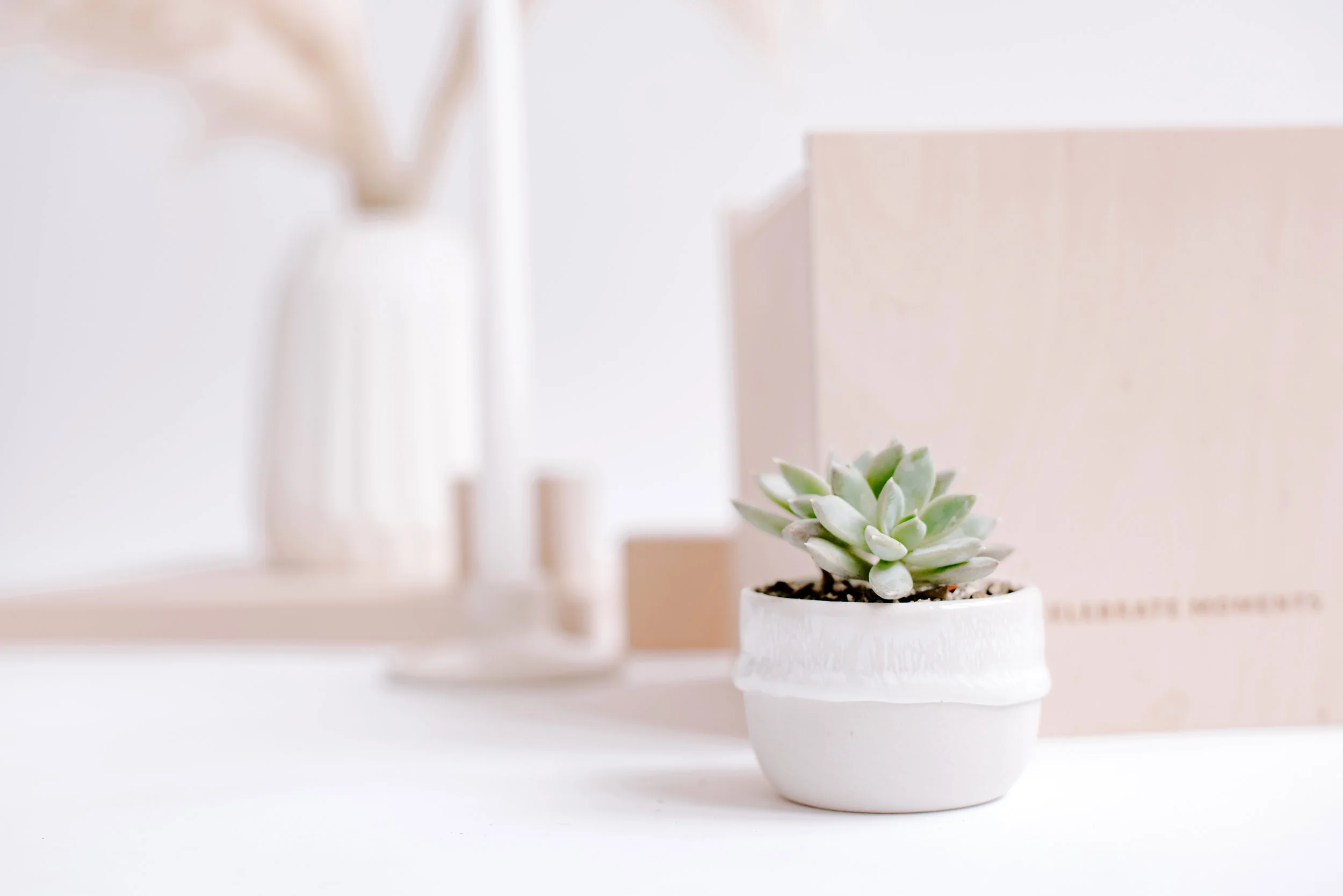 AO_SucculentLine_35.jpg