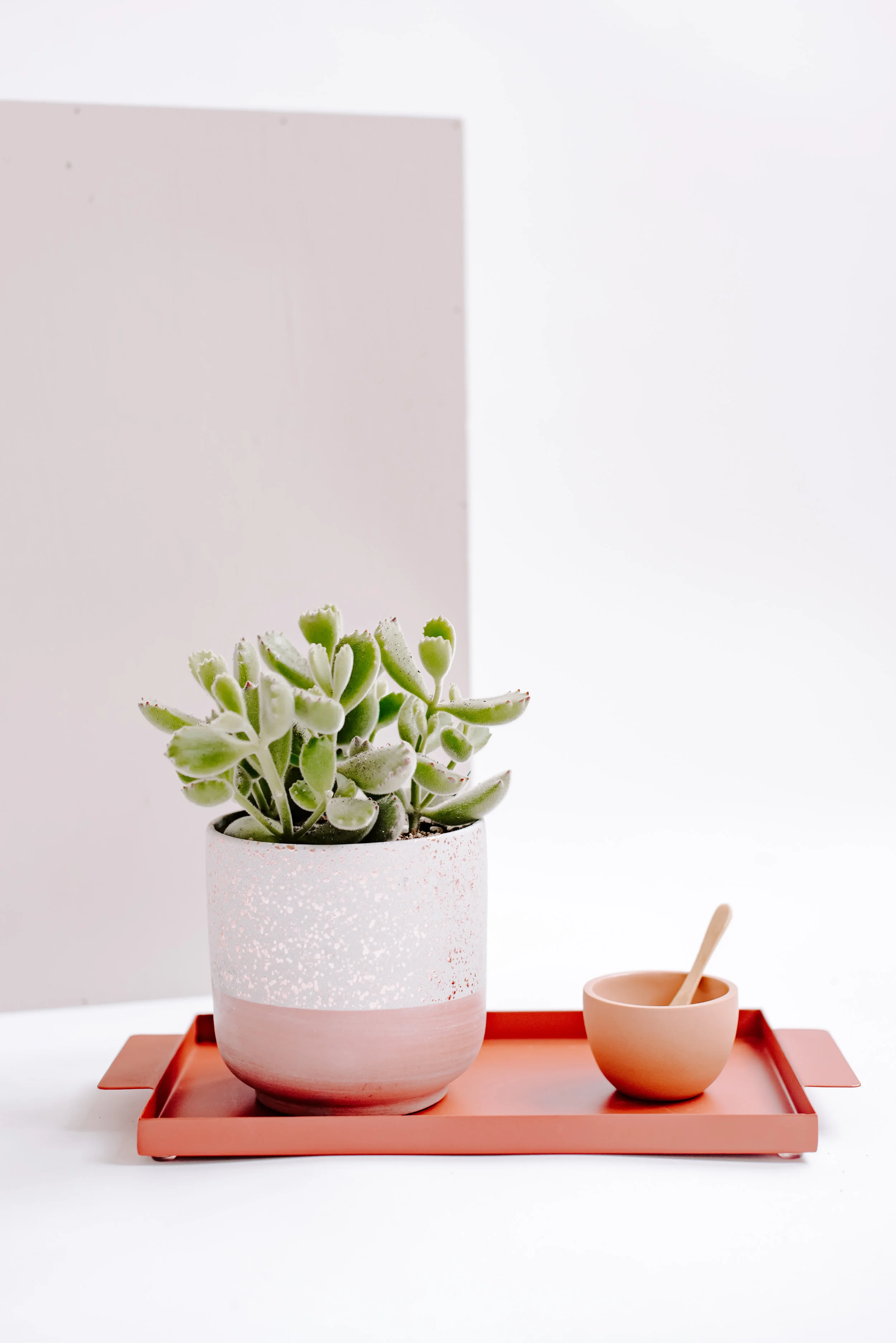 AO_SucculentLine_37.jpg