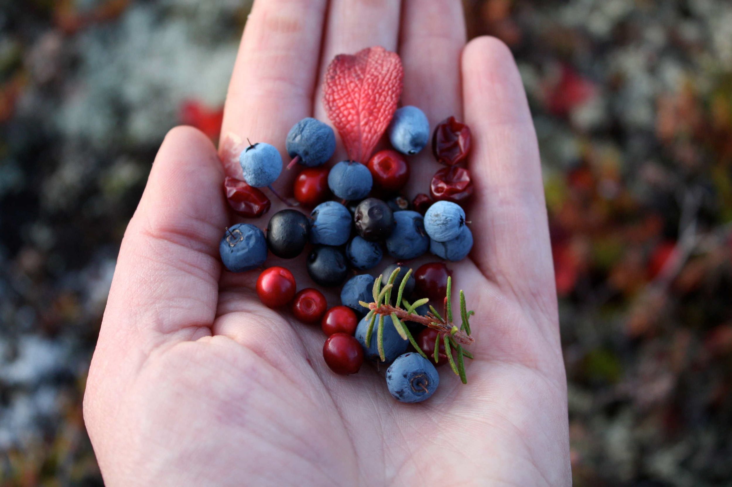   Yukon Food Security  